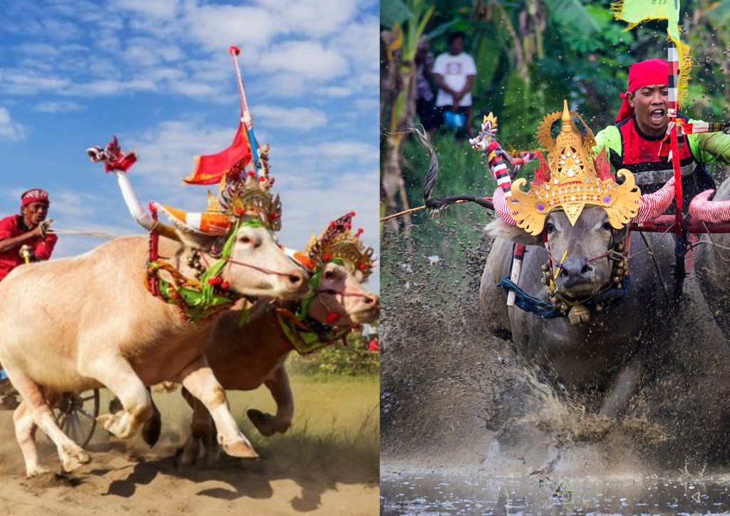 Makepung Lampit vs Makepung Darat