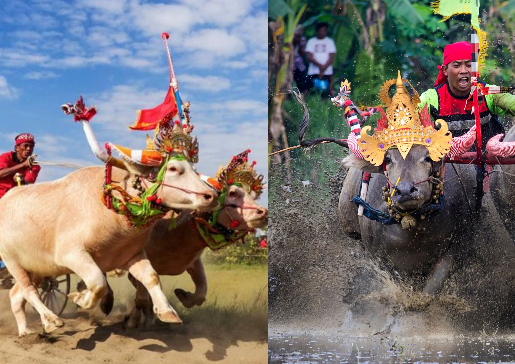 Makepung Pedia: Ensiklopedia Tradisi Makepung Jembrana Bali